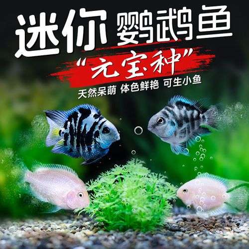 鱼热带鱼小型淡水耐活冷水可繁殖小金鱼苗 【精品种鱼】蓝白鹦鹉各1条