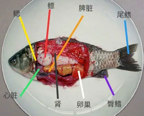 鱼类动物 1812 宁溶