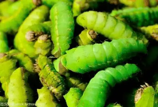 东北青蚕花式做法合集