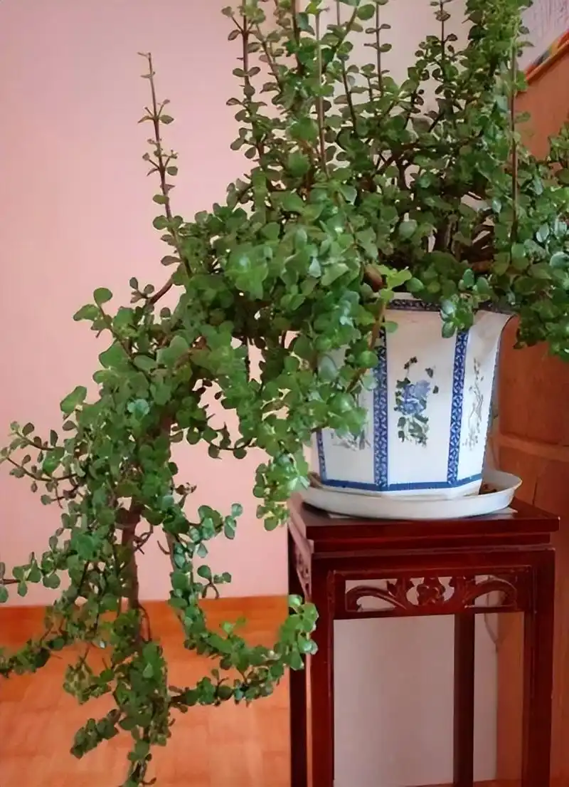 金枝玉叶,"喜干"还是"喜湿",很多花友做错了,难怪长不好