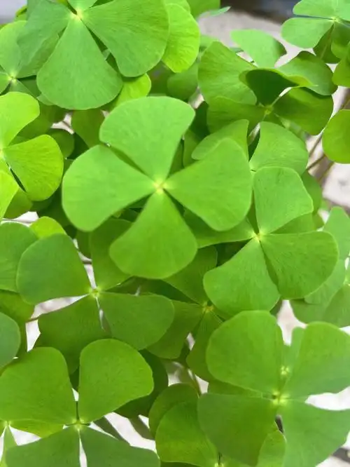 传说能捡到四叶草的人会得到好运,带来幸福.