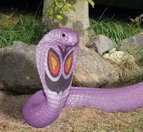 世界上最美的蛇惊呆了