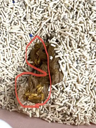 请问这个是寄生虫吗(粪便图在最下面,怕引起不适.