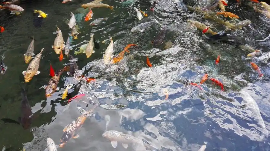 蓝天倒映在水里,鱼儿追逐着白云欢快的游来游去,悠闲自得.