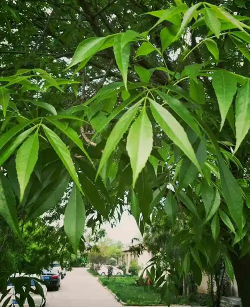 小院里的白蜡树