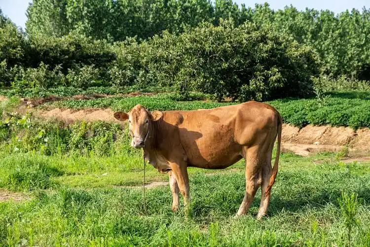 牛图片_牛图片大全_全景图片网