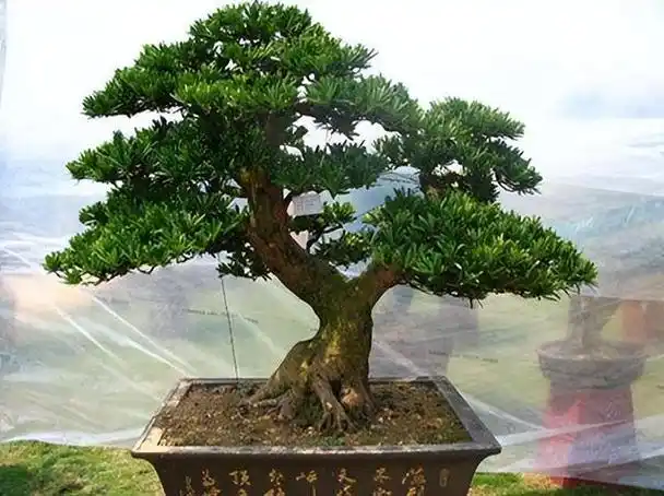 罗汉松这种盆景越来越流行,其造型古朴苍劲充满了古色古香的感觉.