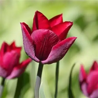 适合做头像的花束唯美头像 2022最招财清新淡雅的微信头像_风景头像