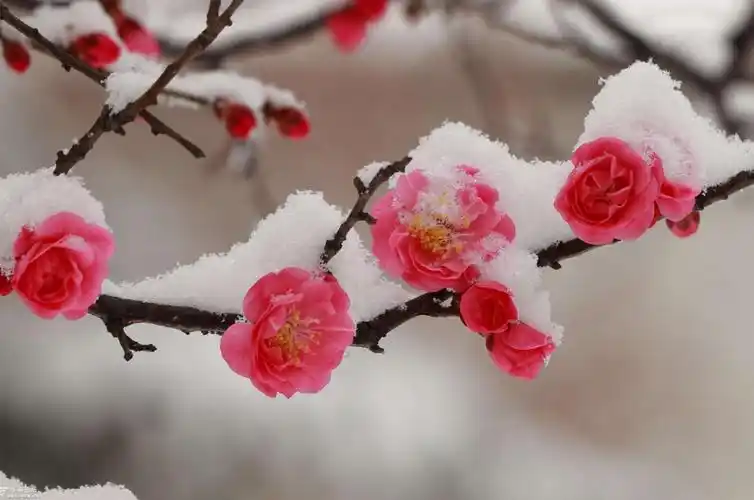 梅花在雪中绽放(十二首雪梅的诗词,看雪中绽放的梅花,傲霜斗雪)
