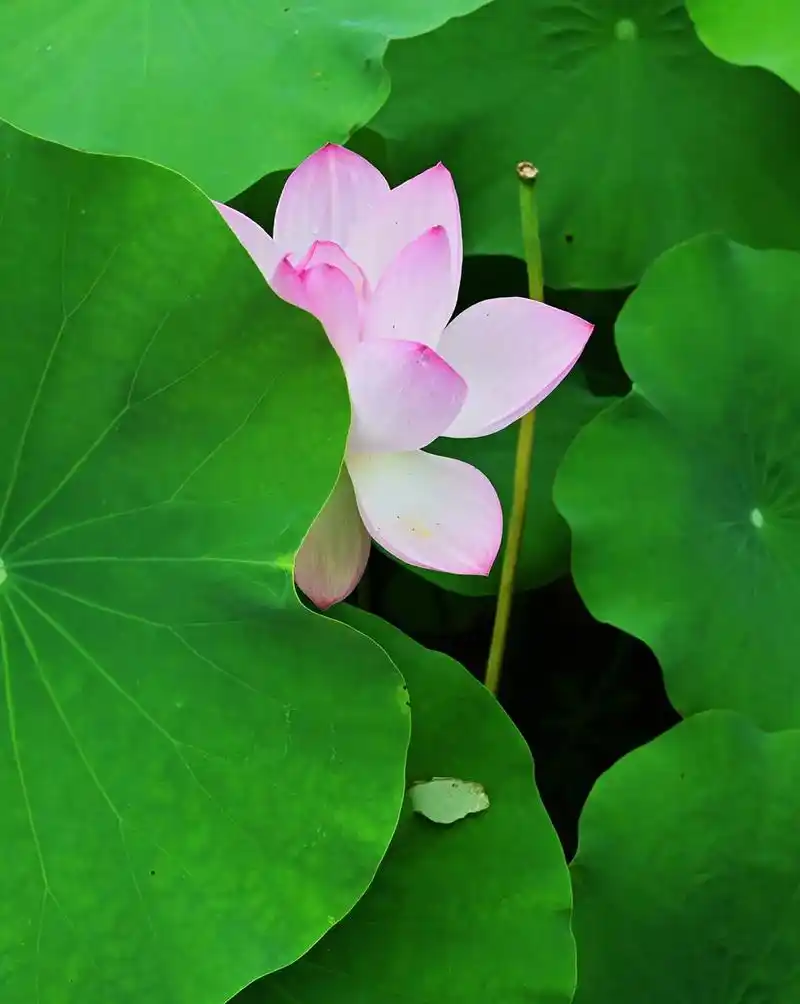 摄影 #荷塘美景 #夏天的味道 #花卉绿植 #荷花 酷爱荷 - 抖音