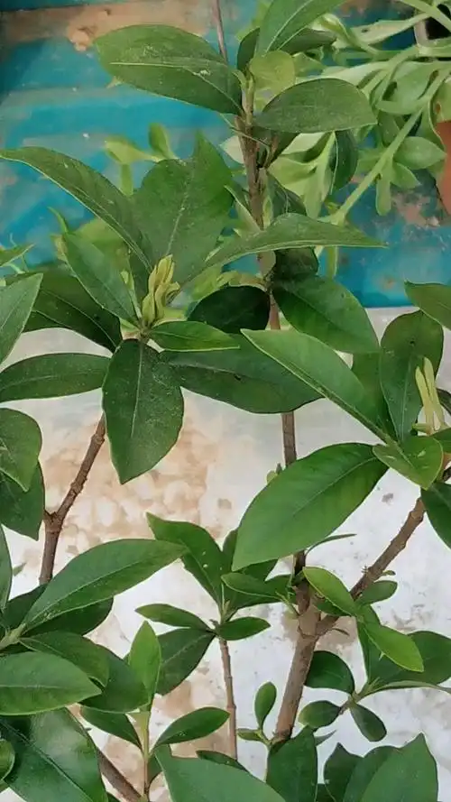 栀子花有花苞啦