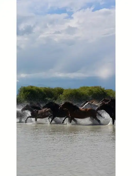 小众旅行地  #新疆  #治愈  #马  #保护动物  #伊犁 #昭苏