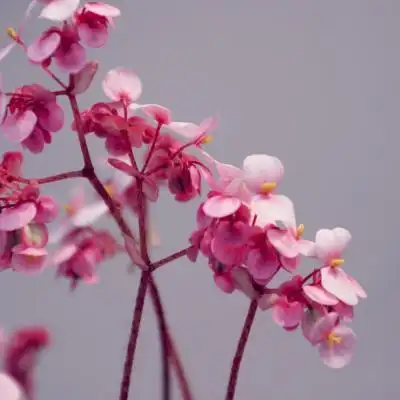 粉色花朵头像唯美粉色系植物花卉