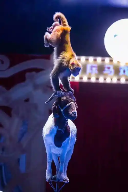 成都马戏团 欢迎咨询