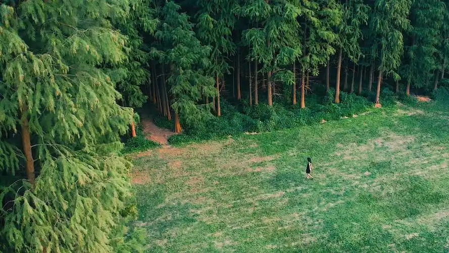 这里是南京江心洲迷雾森林,置身其中,深邃幽静,仿佛与世隔绝