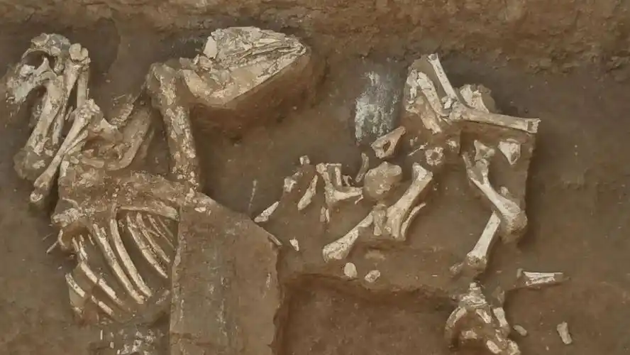 动物考古学家袁靖入坑三十年细讲那些精彩瞬间访谈