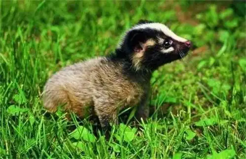 可爱的果子狸?不要再乱吃野生动物了