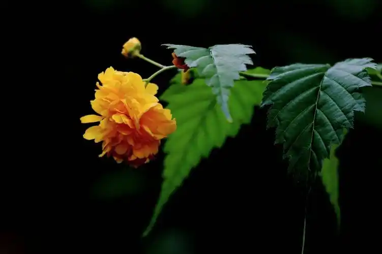 黄色棣棠图片第10张