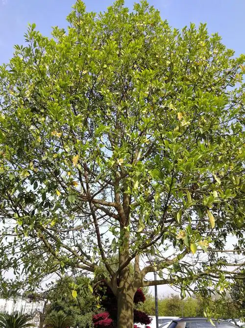 教学楼前的乐昌含笑真是迷人