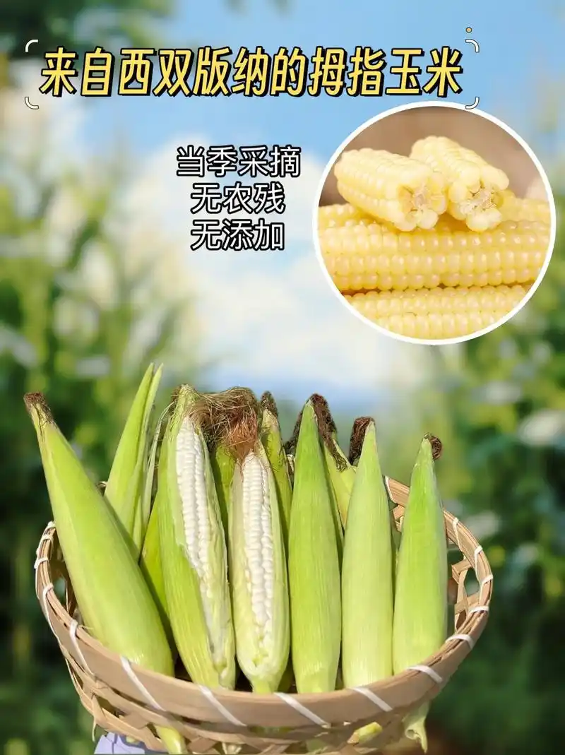 天然香糯拇指玉米