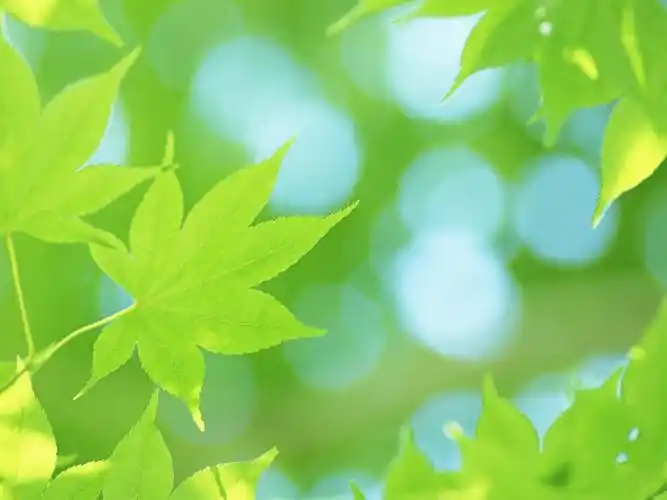 简约绿色小清新