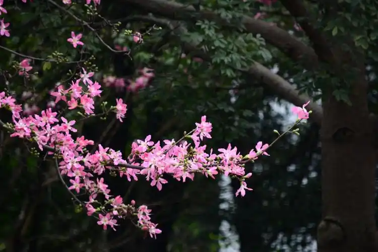 广州大学华软软件学院丝木棉