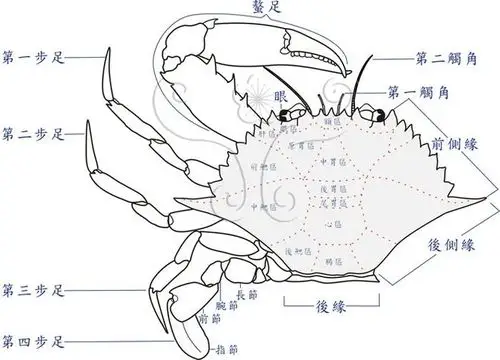 蟹各部分名称