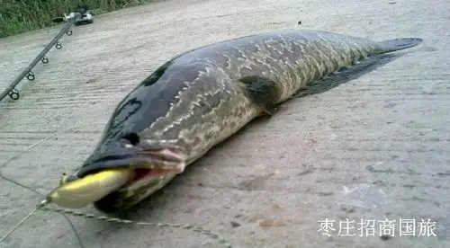 微山湖特产微山湖乌鳢