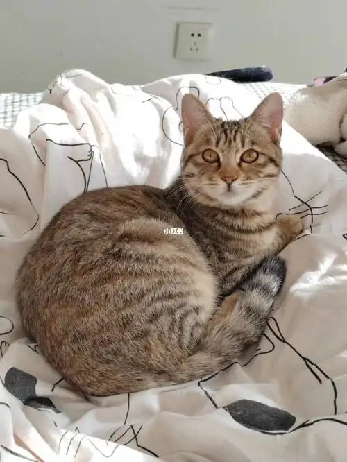 12月5日 圆头圆脑的浅黄色狸花猫咪领养