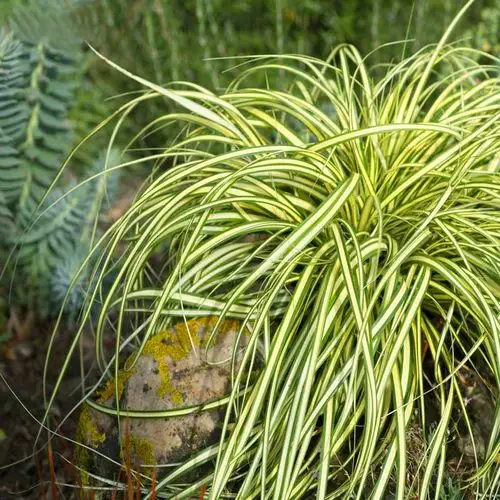 基地供应 金叶苔草园林绿化水生植物 湿地常绿植物 切花材料
