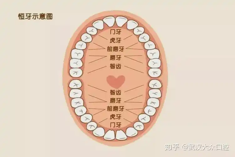 孩子新换的牙齿长歪了怎么办来看儿童换牙攻略