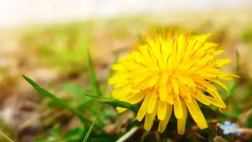 小清新黄色小花高清桌面壁纸