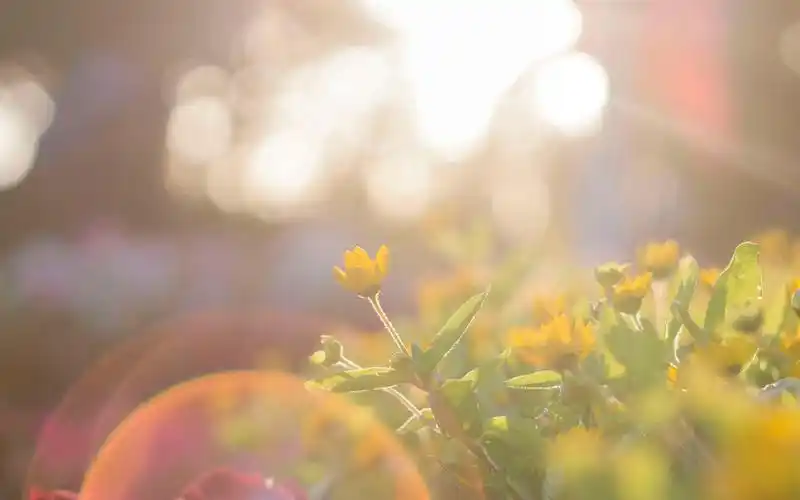 唯美迷人的清晨风景桌面壁纸