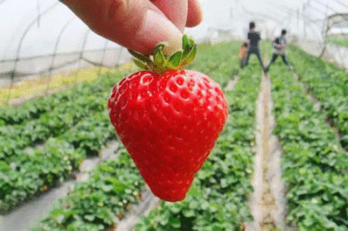 又是一年草莓季不可辜负的甜蜜百香园喊你来摘奶油草莓啦