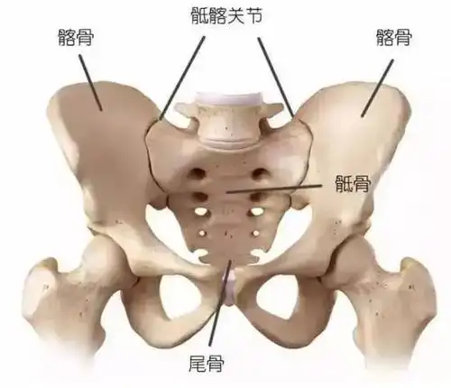 骨盆为什么如此重要?4,盆腔藏先天之本,养生要先固本!