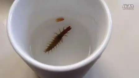 巨齿蛉幼虫水中吃食-生活-高清完整正版视频在线观看-优酷
