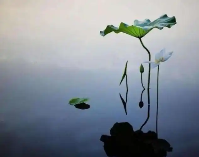 放手释然的唯美图片