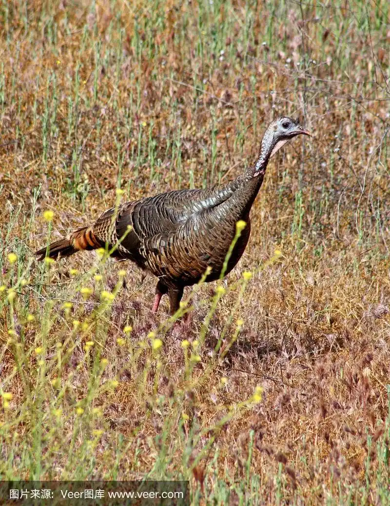 一只野生火鸡母鸡