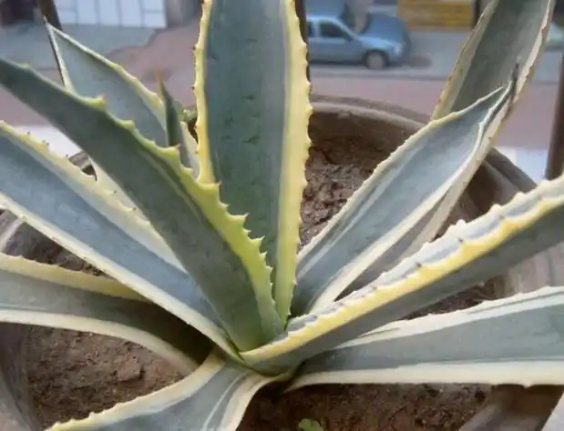 金边龙舌兰可以治病,是真得吗?