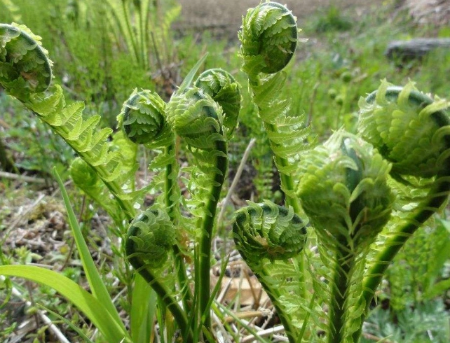北方地道山野菜,但被称为"广东菜",价值不输蕨菜,人称黄瓜香