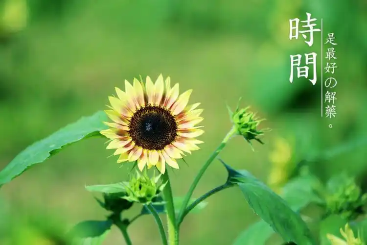 向日葵,太阳花,永远向着阳光,乐观的精神值得我们学习.