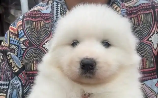 帮粉丝挑选的熊版萨摩耶