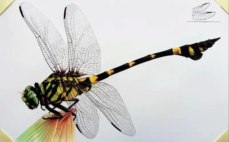 昆虫界的直升机-彩铅写实大蜻蜓 能上天能入地还能悬在空中唱大戏