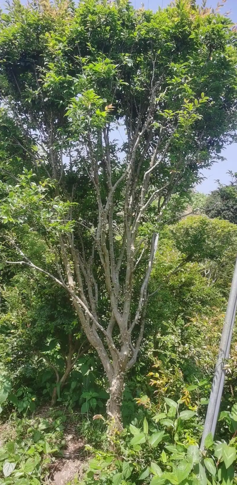 10年嘉宝果树苗价格