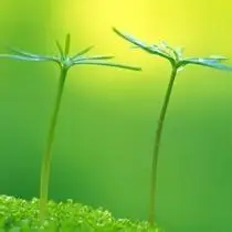 充满生机的绿色,风景头像图片-回车桌面