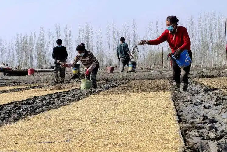 图为温宿县农民抢抓农时撒种盖土(颜寿林 摄)