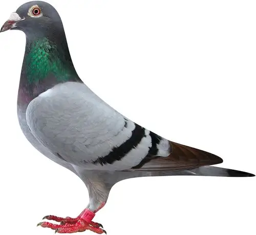 展翔精品戈马力