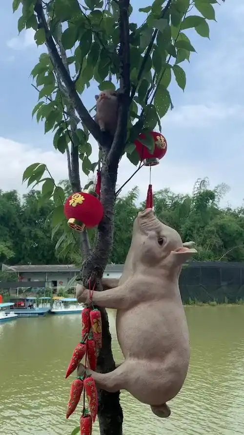 搞笑段子剧#都说男人靠得住,母猪都会上树,这是真的