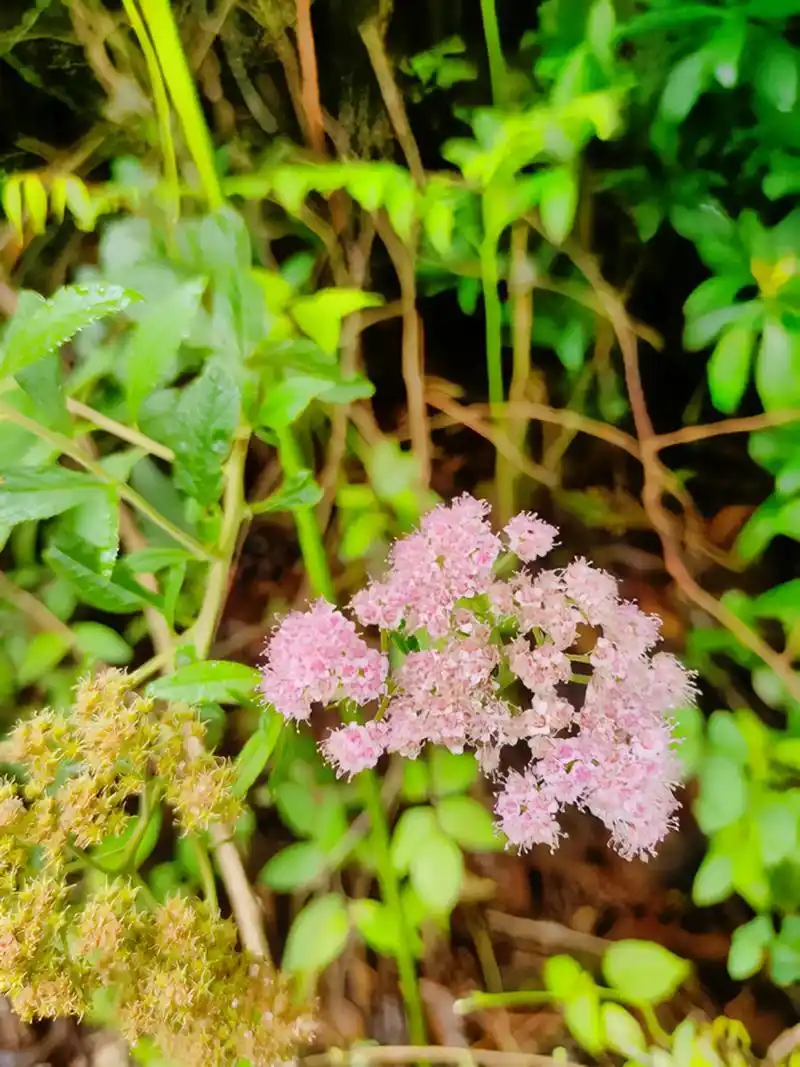 粉花绣线菊.粉花绣线菊名字虽带着菊,实则不是菊,是蔷薇科绣线 - 抖音