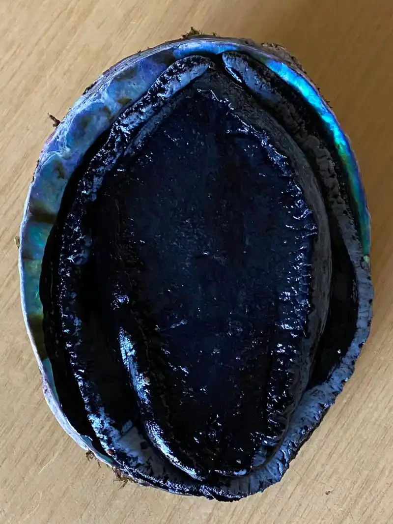 新西兰黑金鲍鱼